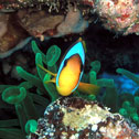 diving