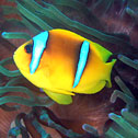 diving