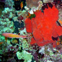 diving