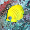 diving