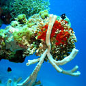 diving