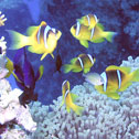 diving