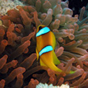 diving