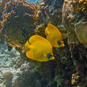 diving