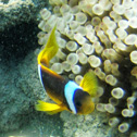 diving