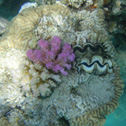 diving