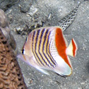 diving