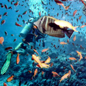 diving