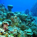 diving