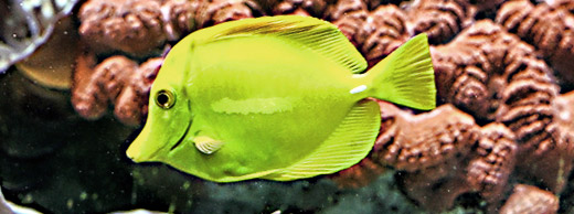 Diving in Red Sea
