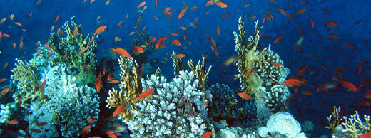 Diving in Red Sea