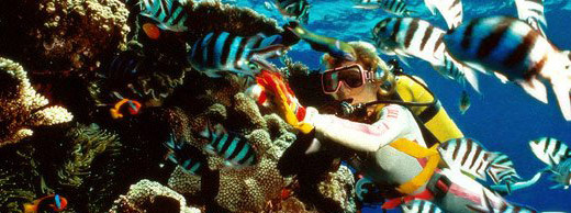 Diving in Red Sea