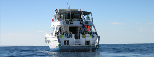diving red sea liveaboard