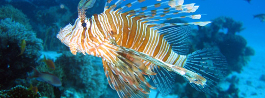 Scuba Diving Vacation