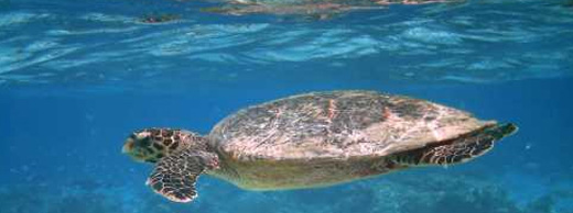 Red Sea Snorkeling