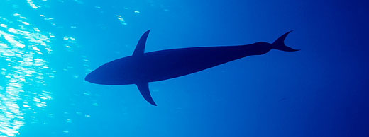 Red Sea Safaga