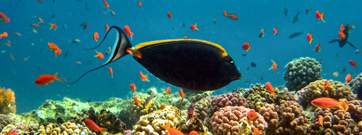 Safaga scuba diving