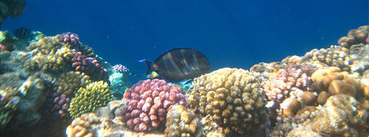 coral sea resort sharm el sheikh